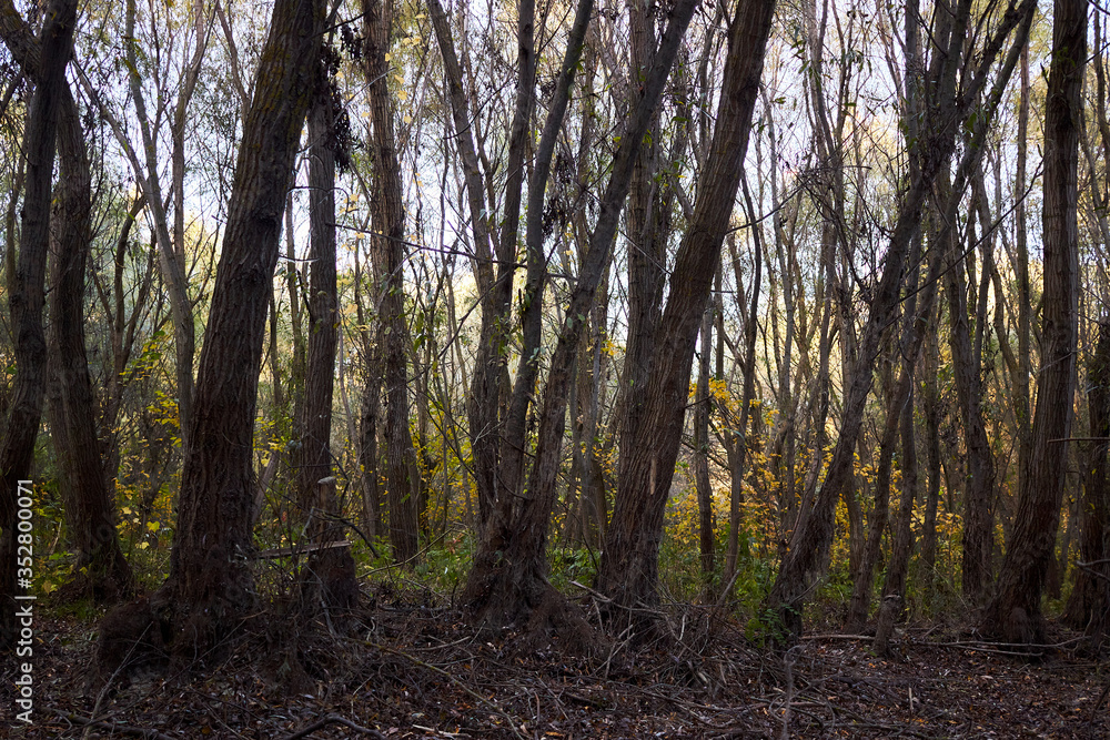 Fototapeta premium The trunks of the willow trees