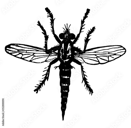 Fly or Erax bastardi, vintage illustration.
