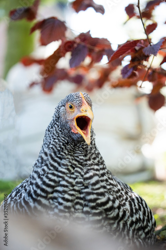 close up of a head of a bird