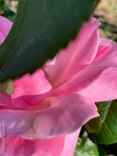 macro feuille et rose rose 