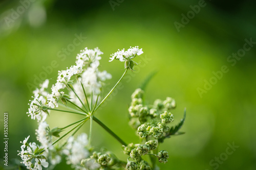 white flowers on green grass