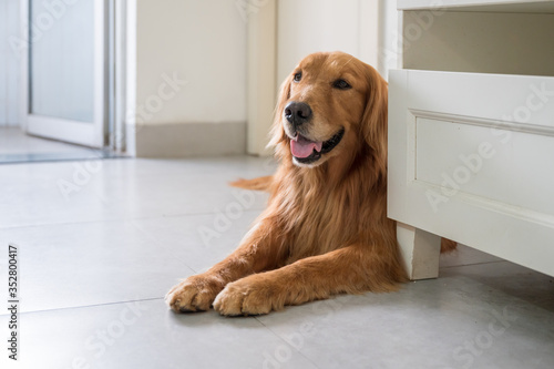 Golden retriever lying on the floor and resting