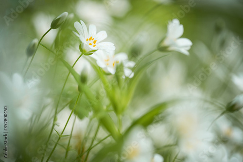 white flowers in the grass