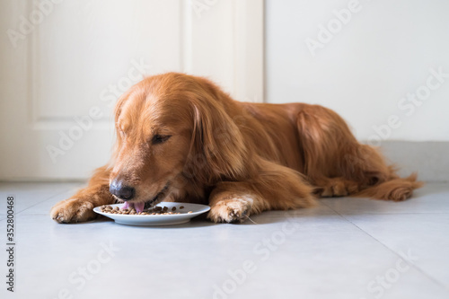 Golden retriever lying on the floor and eating