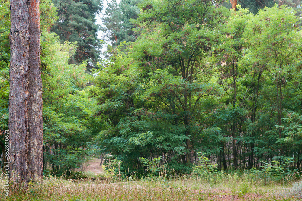 Obraz premium Forest landscape with mixed coniferous and deciduous plants. Path in woodland between trees. Great place to walk, soft selective focus on foreground.
