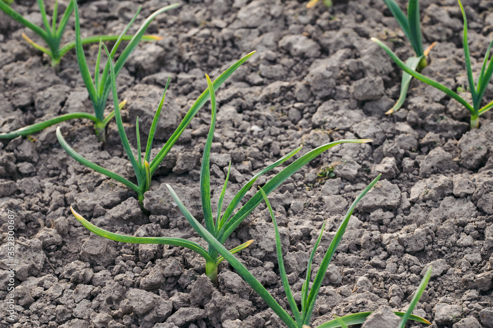 Garlic growing outside in a field. Garlic growing outside in a field.