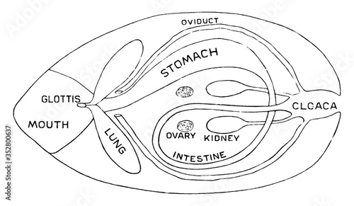 Internal Structure of Frog, vintage illustration.