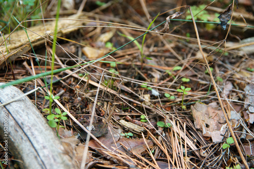 Ground in forest covered with coniferous needles and branches. © Sir