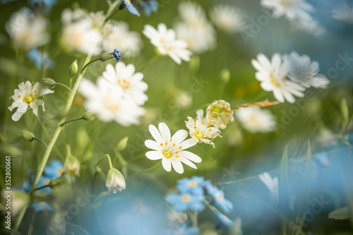 daisies in a meadow