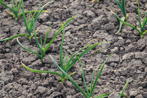 Garlic growing outside in a field.