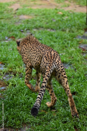 The walking style of the cheetah