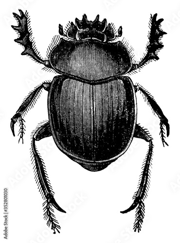 Dung Beetle, vintage illustration.