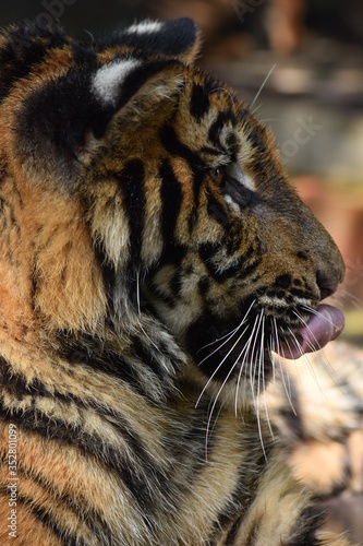 A little Bengal tiger flicks his tongue up to clean his nose.