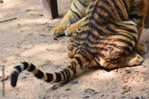 A little Bengal tiger is peeing on the sand.