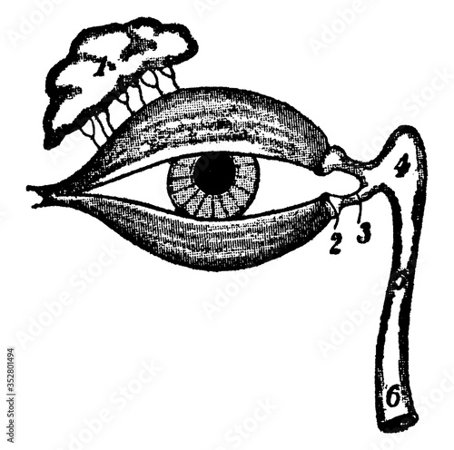 Human Eye, vintage illustration.