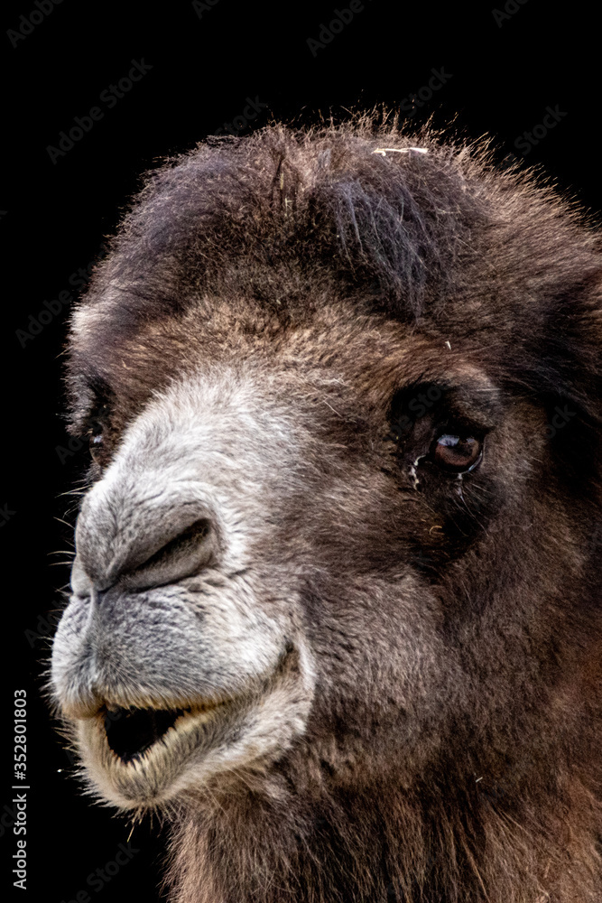 Fototapeta premium beautiful portrait of a camel