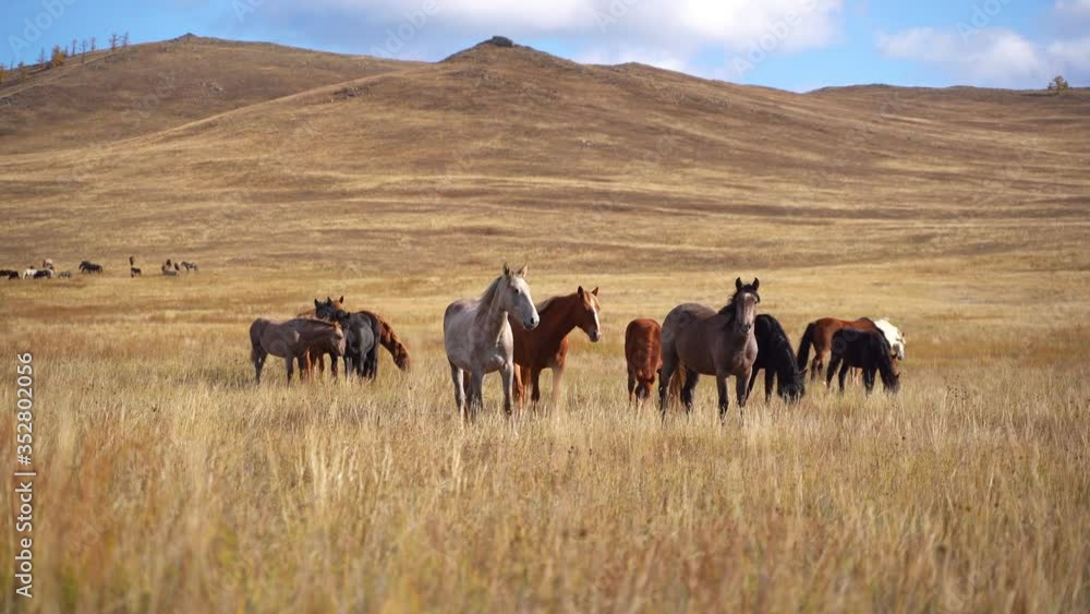 Horses Herd Grazing in Dry Landscape in Western Mongolia Horses Herd Grazing in Dry Landscape in Western Mongolia