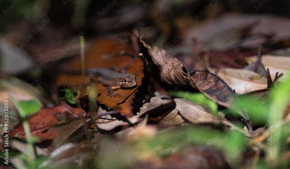 Naklejka premium 身近な生き物 カナヘビ トカゲ