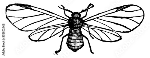 Apple louse, vintage illustration.