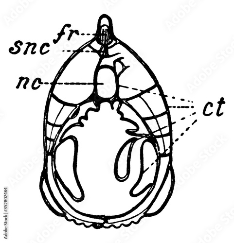 Section of a lancelet, vintage illustration.