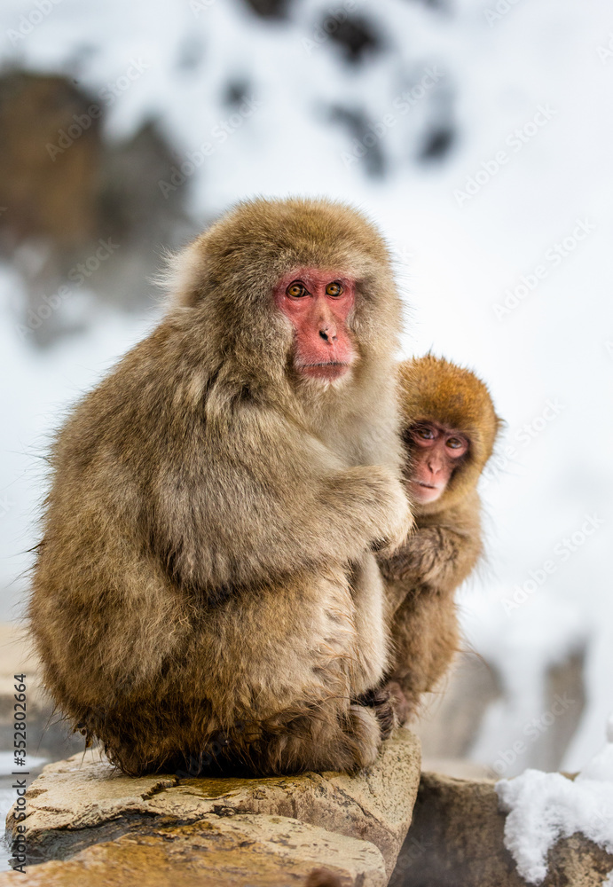 Mother with a baby Japanese macaque sitting in the snow. Japan. Nagano. Jigokudani Monkey Park. Mother with a baby Japanese macaque sitting in the snow. Japan. Nagano. Jigokudani Monkey Park.