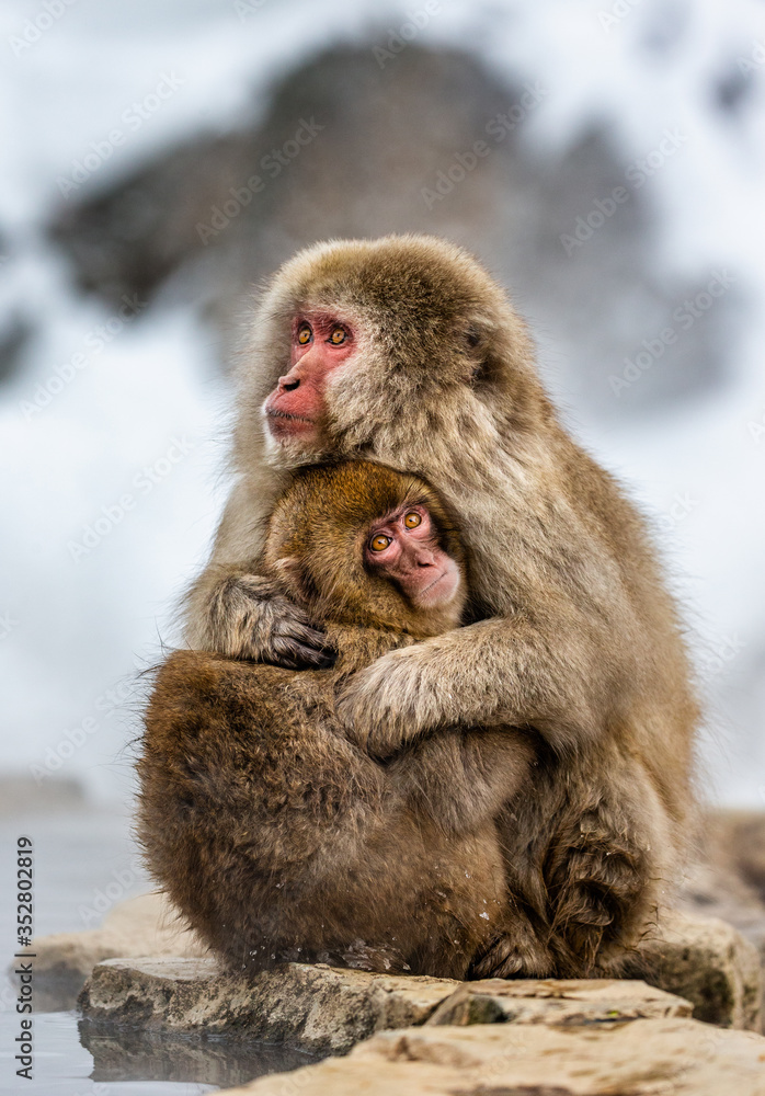 Mother with a baby Japanese macaque sitting in the snow. Japan. Nagano. Jigokudani Monkey Park. Mother with a baby Japanese macaque sitting in the snow. Japan. Nagano. Jigokudani Monkey Park.