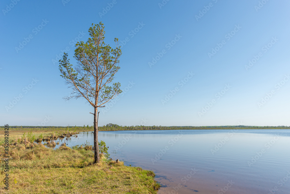 Lonely tree by the lake against a clear sky