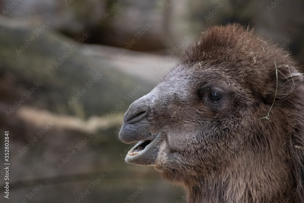 Fototapeta premium beautiful portrait of a camel
