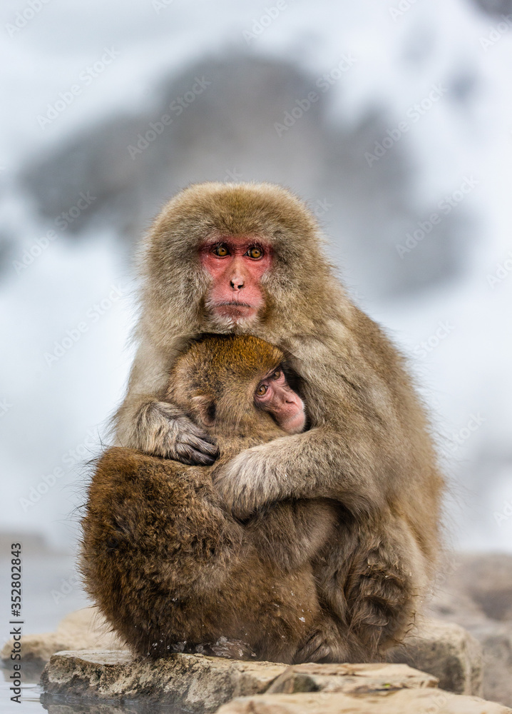 Mother with a baby Japanese macaque sitting in the snow. Japan. Nagano. Jigokudani Monkey Park. Mother with a baby Japanese macaque sitting in the snow. Japan. Nagano. Jigokudani Monkey Park.