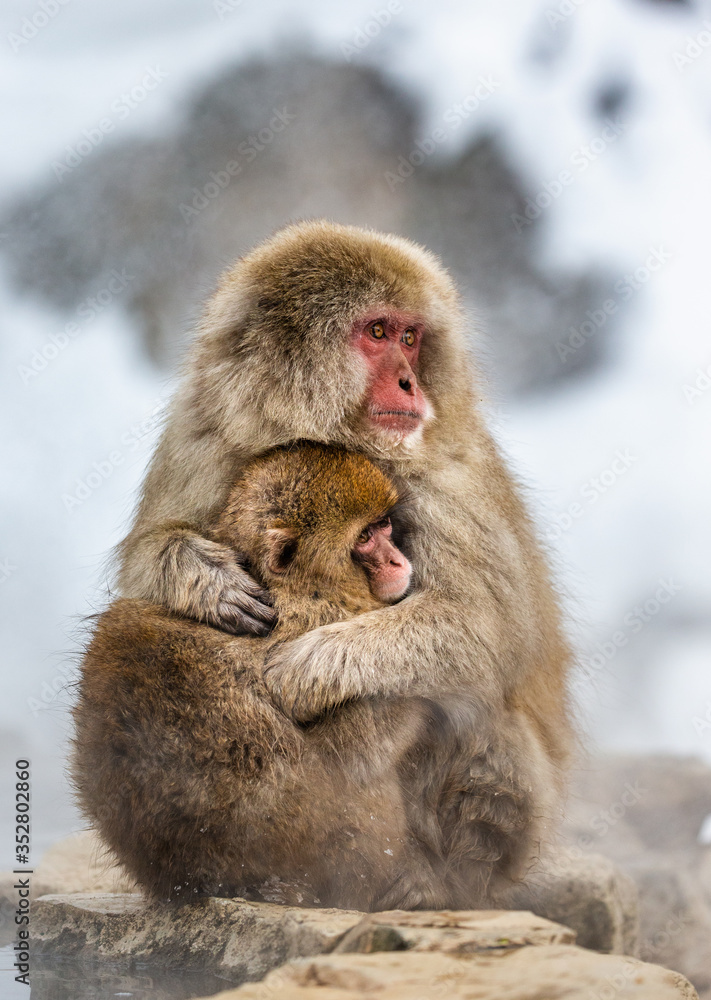 Mother with a baby Japanese macaque sitting in the snow. Japan. Nagano. Jigokudani Monkey Park. Mother with a baby Japanese macaque sitting in the snow. Japan. Nagano. Jigokudani Monkey Park.