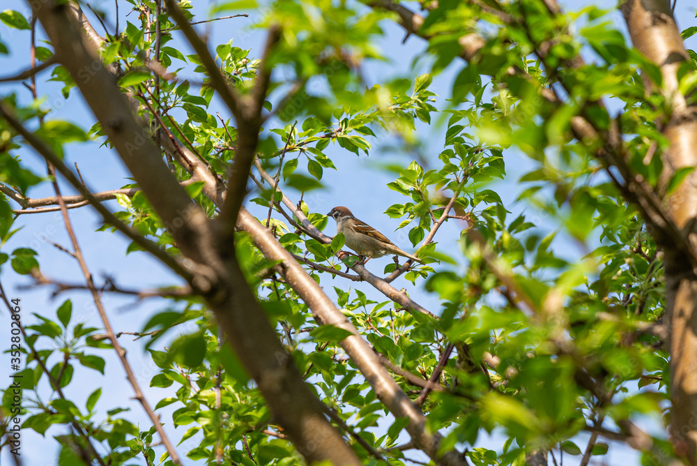 Sparrow in the branches of a dense tree Sparrow in the branches of a dense tree