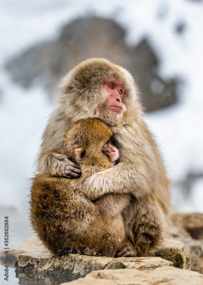 Naklejka premium Mother with a baby Japanese macaque sitting in the snow. Japan. Nagano. Jigokudani Monkey Park.