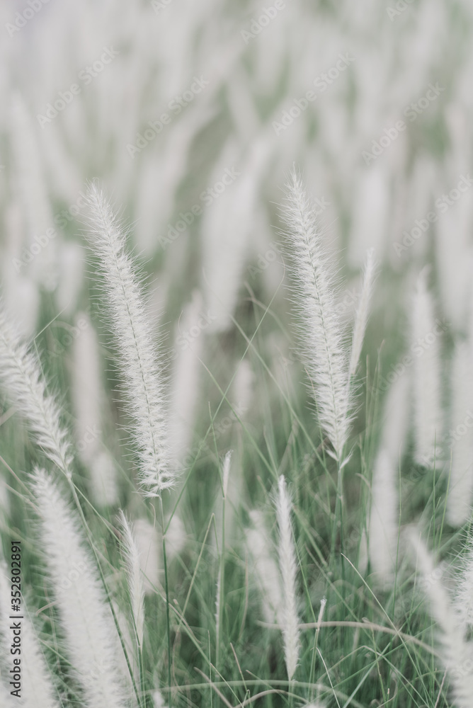 Vertical background with Pennisetum setaceum or African Fountain Grass Vertical background with Pennisetum setaceum or African Fountain Grass