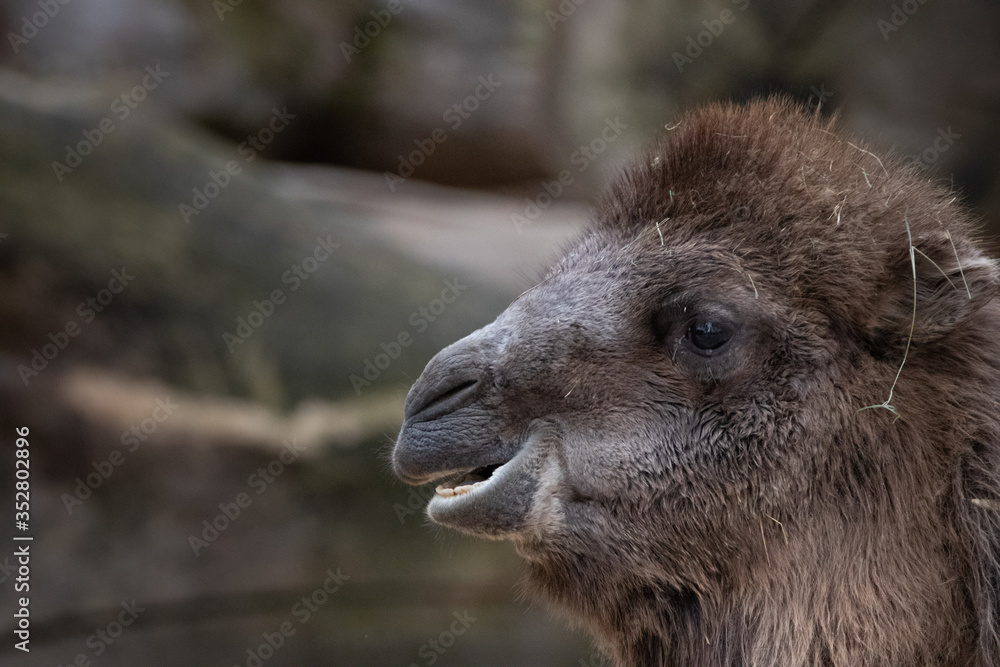 Obraz premium beautiful portrait of a camel