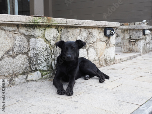 Greece Crete island Archanes dog on the road
