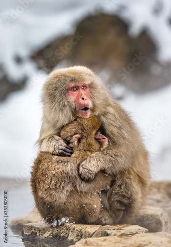 Mother with a baby Japanese macaque sitting in the snow. Japan. Nagano. Jigokudani Monkey Park. 