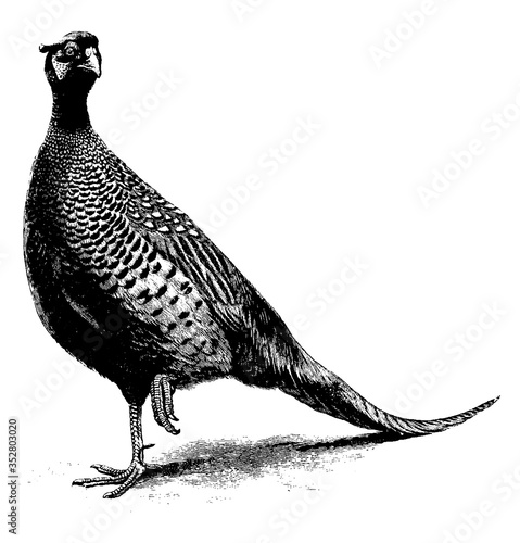 Pheasant, vintage illustration.