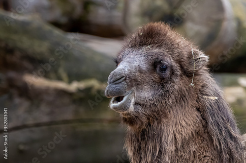 beautiful portrait of a camel