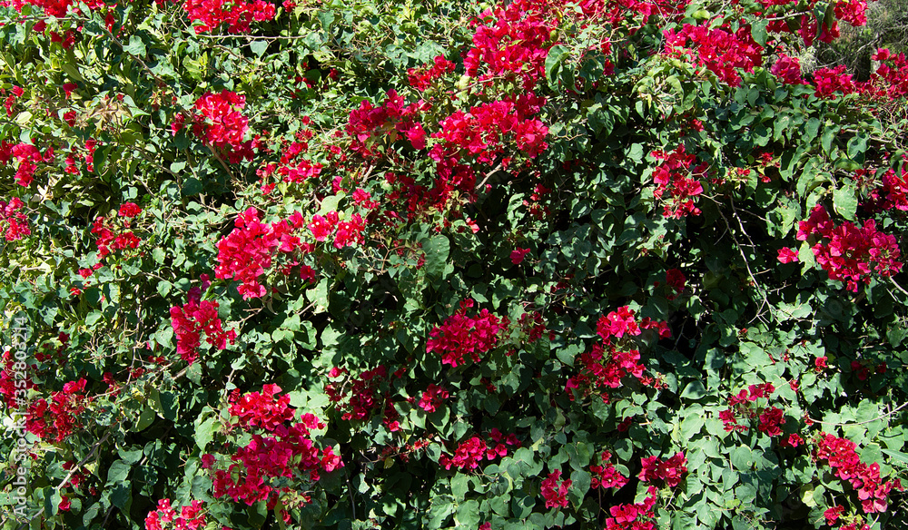 Background of bright red flowers in close-up.