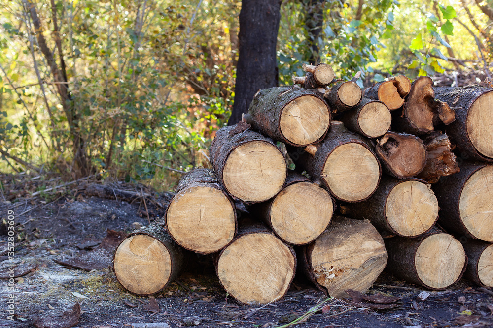 Wooden Logs with Forest on Background. Trunks of trees cut and stacked in the foreground. Pile of wood logs on edge of forest. Stacked Firewood. Log trunks pile, logging timber wood industry. firewood