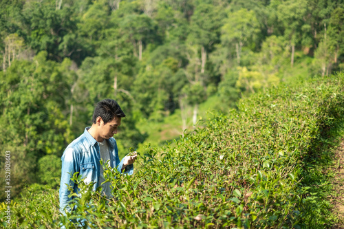 Asian man working in green tea plantation in Chiang-Mai THAILAND,.Agriculture Rural Concept