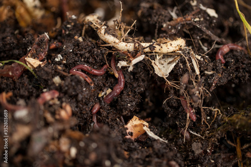 Earthworms and compost bin. Worm composting is using worms to recycle food scraps and other organic material into a valuable soil amendment called vermicompost, or worm compost.  photo