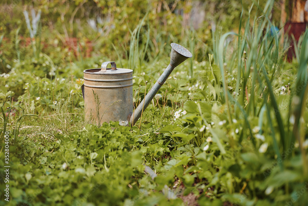 old iron water watering can stand against the backdrop of greenery old iron water watering can stand against the backdrop of greenery