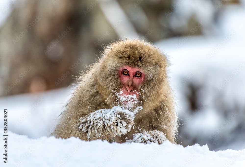 Japanese macaque sitting in the snow. Japan. Nagano. Jigokudani Monkey Park. Japanese macaque sitting in the snow. Japan. Nagano. Jigokudani Monkey Park.