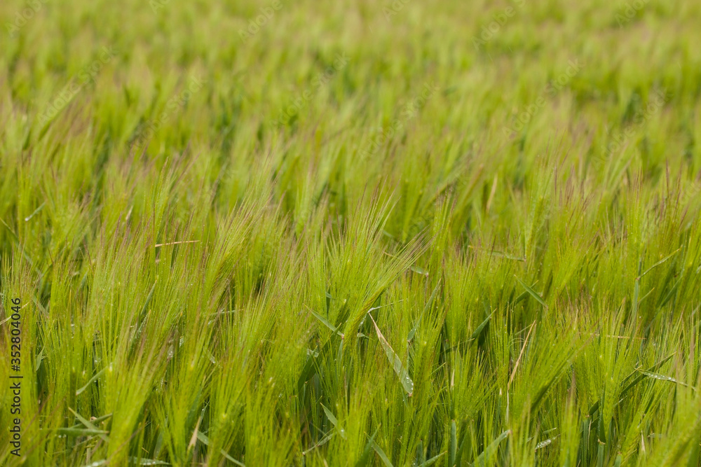Green young wheat field at rainy day background texture Green young wheat field at rainy day background texture