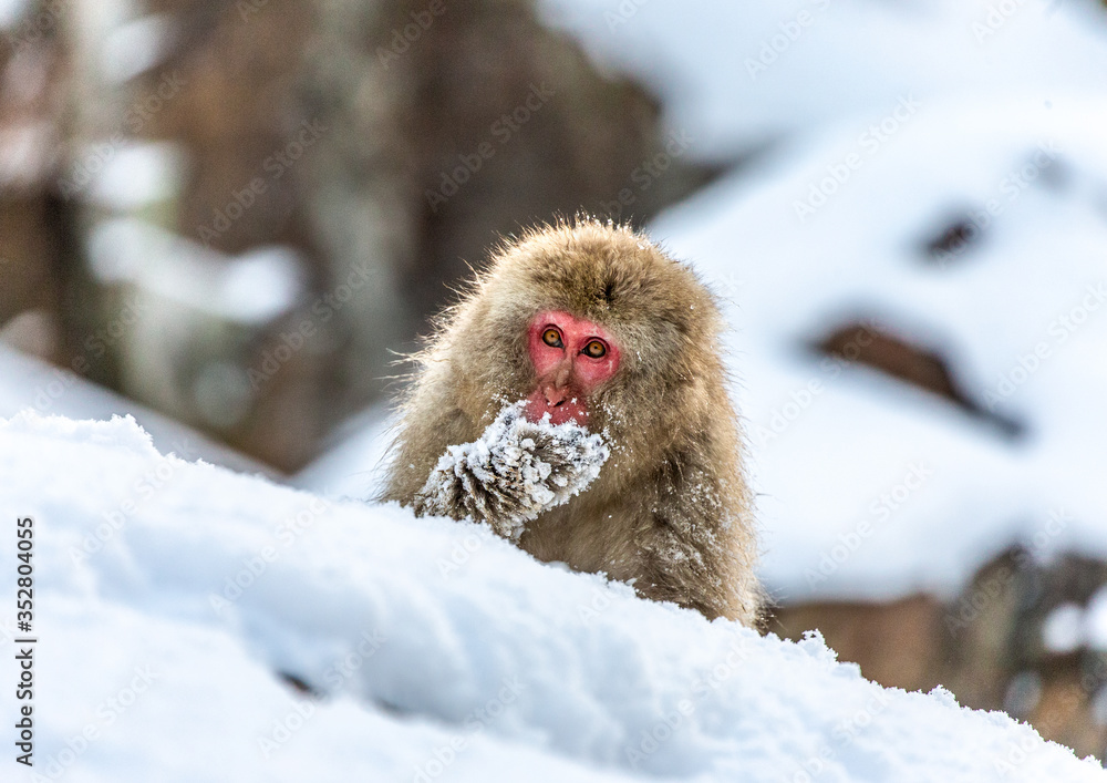 Fototapeta premium Japanese macaque sitting in the snow. Japan. Nagano. Jigokudani Monkey Park.