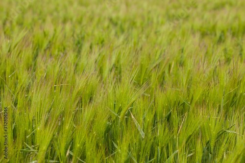 Green young wheat field at rainy day background texture