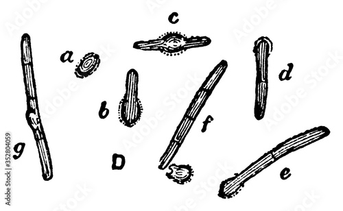 Bacillus Ramosus, vintage illustration. photo