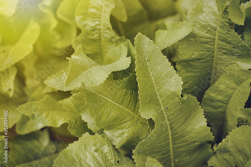 spring leaves horseradish sun rays spring photo