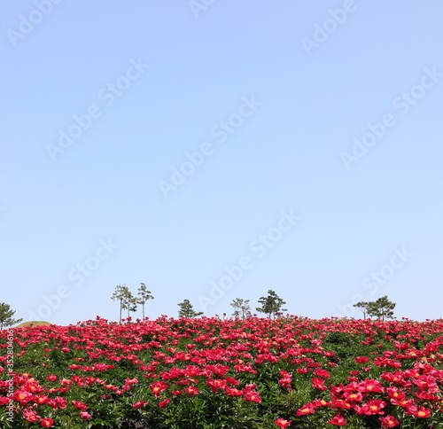 Wallpaper Mural 모란꽃이 보이는 아름다운 풍경 Torontodigital.ca